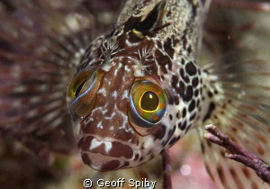 surprised clinid, False Bay by Geoff Spiby 